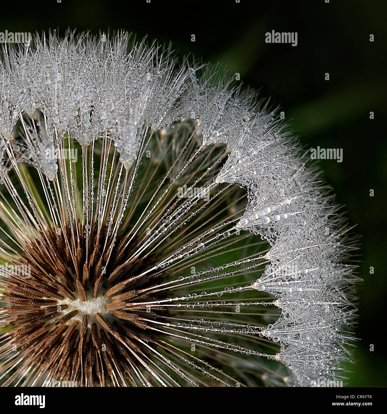 Dewdrops on dandelion, Common Cat's Ear (Hypochaeris radicata) Stock Photo
