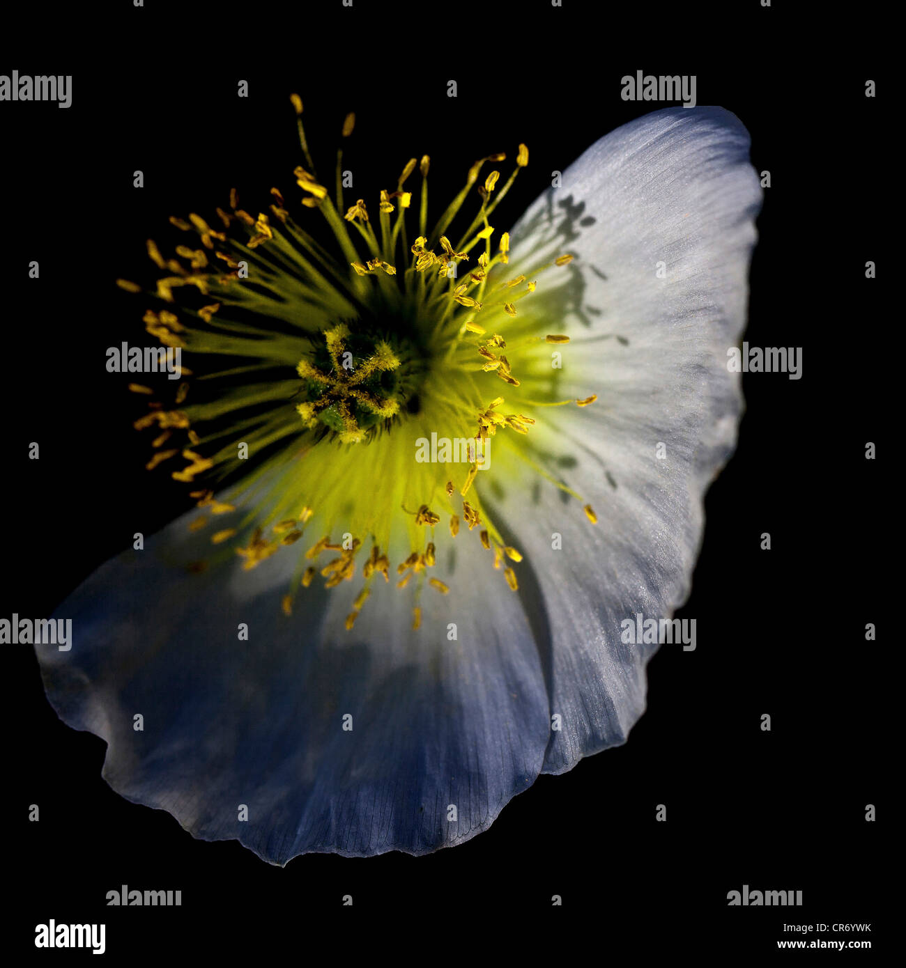 Pistil poppy papaver detail flower hi-res stock photography and images ...