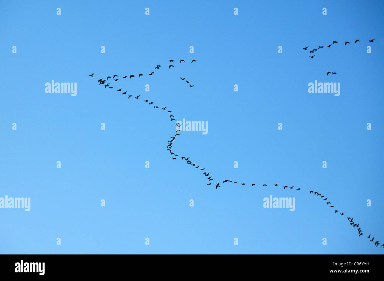 Mallards or wild ducks (Anas platyrhynchos), flying in arrow-shaped formation against a blue sky, Voegelsen, Lower Saxony Stock Photo