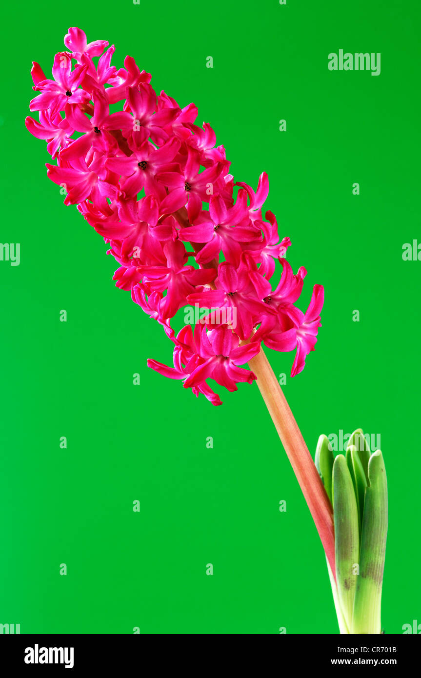 Garden Hyacinth (Hyacinthus orientalis) with a red flower in front of a green surface Stock Photo