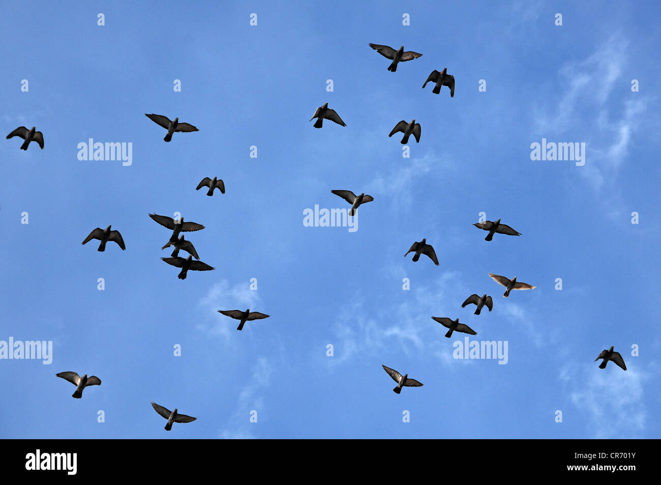 Pigeons flying against a blue sky, Lahr, Baden-Wuerttemberg, Germany, Europe Stock Photo