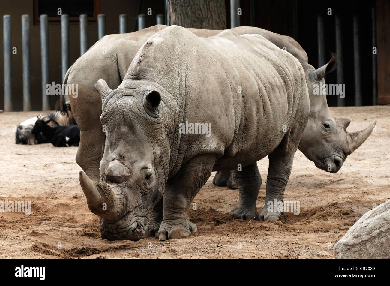 Two White Rhinos or Square-lipped rhinoceros (Ceratotherium simum), Schwerin Zoo, Schwerin, Mecklenburg-Western Pomerania Stock Photo