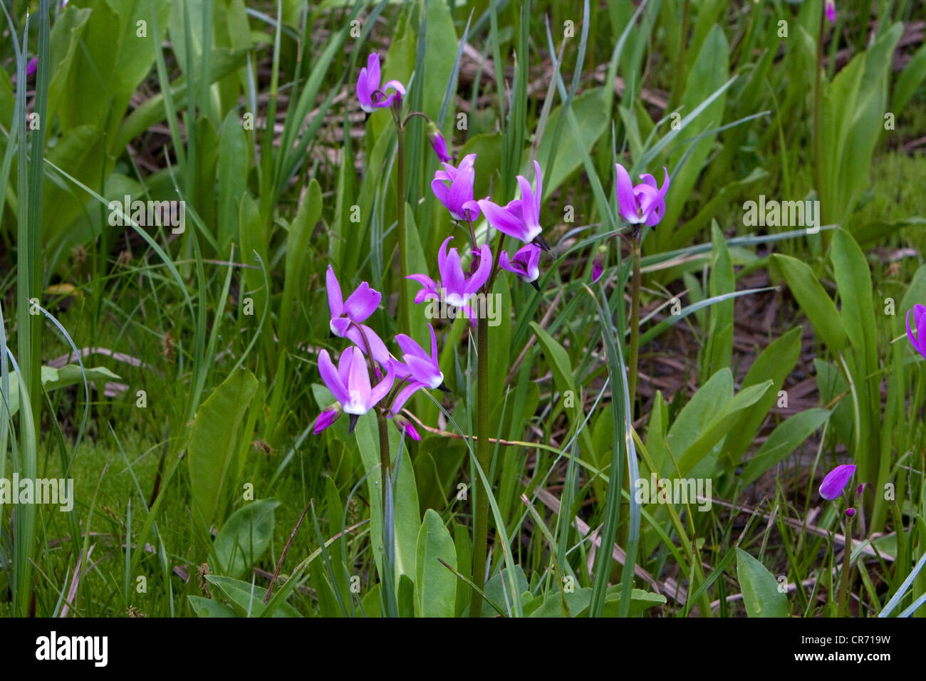 Dodecatheon jeffreyi wildflower at Paradise Meadows, Strathcona Provincial Park, Vancouver Island, BC in July Stock Photo