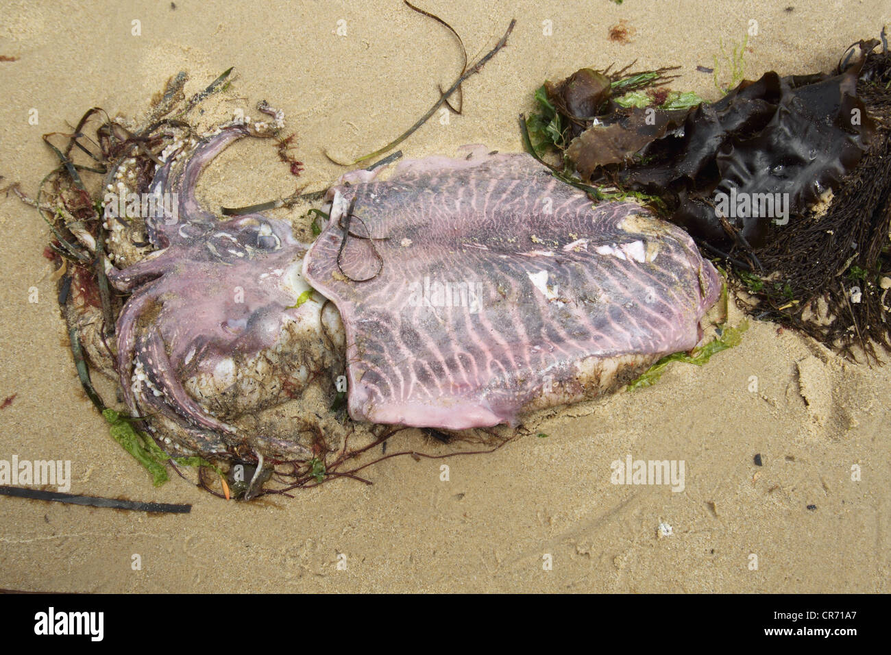 Dead Common Cuttlefish , washed up on beach strandline after breeding, Studland Dorset, June. Stock Photo