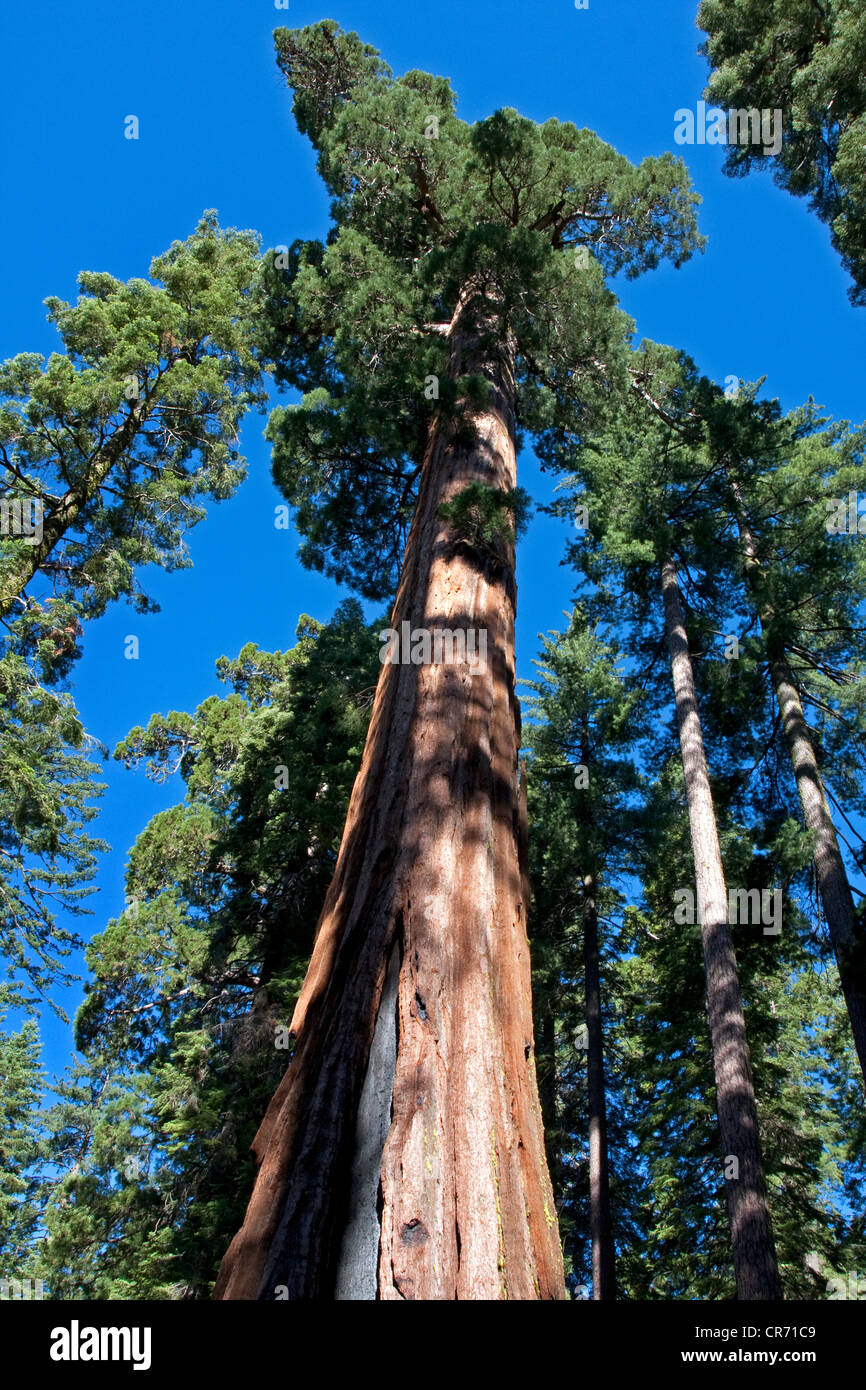 Giant Sequoia (Sequoiadendron giganteum) redwood at Mariposa Grove, near Wawona, California, USA in June Stock Photo
