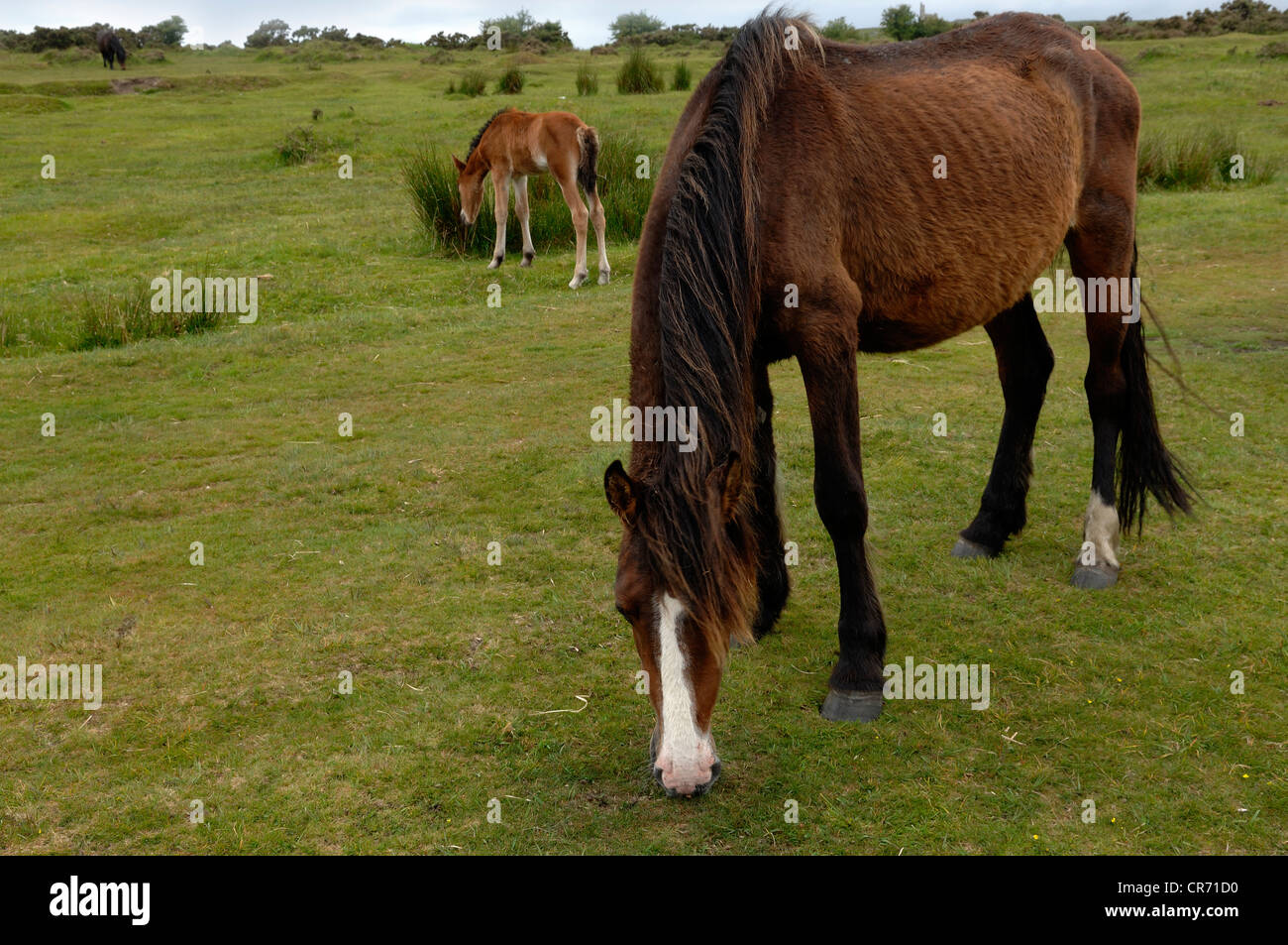 Free-roaming Dartmoor Horse with foal, Dartmoor, Minions, Cornwall, England, United Kingdom, Europe Stock Photo