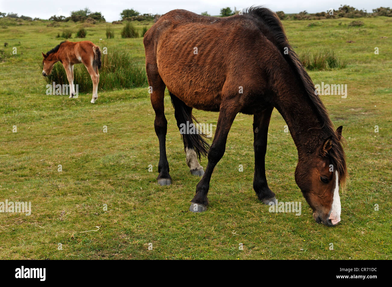 Free-roaming Dartmoor Horse with foal, Dartmoor, Minions, Cornwall, England, United Kingdom, Europe Stock Photo