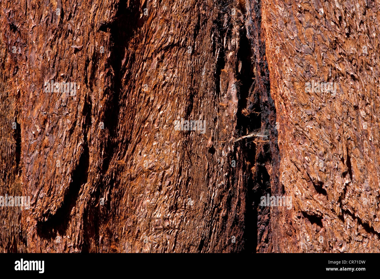 Giant Sequoia (Sequoiadendron giganteum) redwood bark at Mariposa Grove, near Wawona, California, USA in June Stock Photo