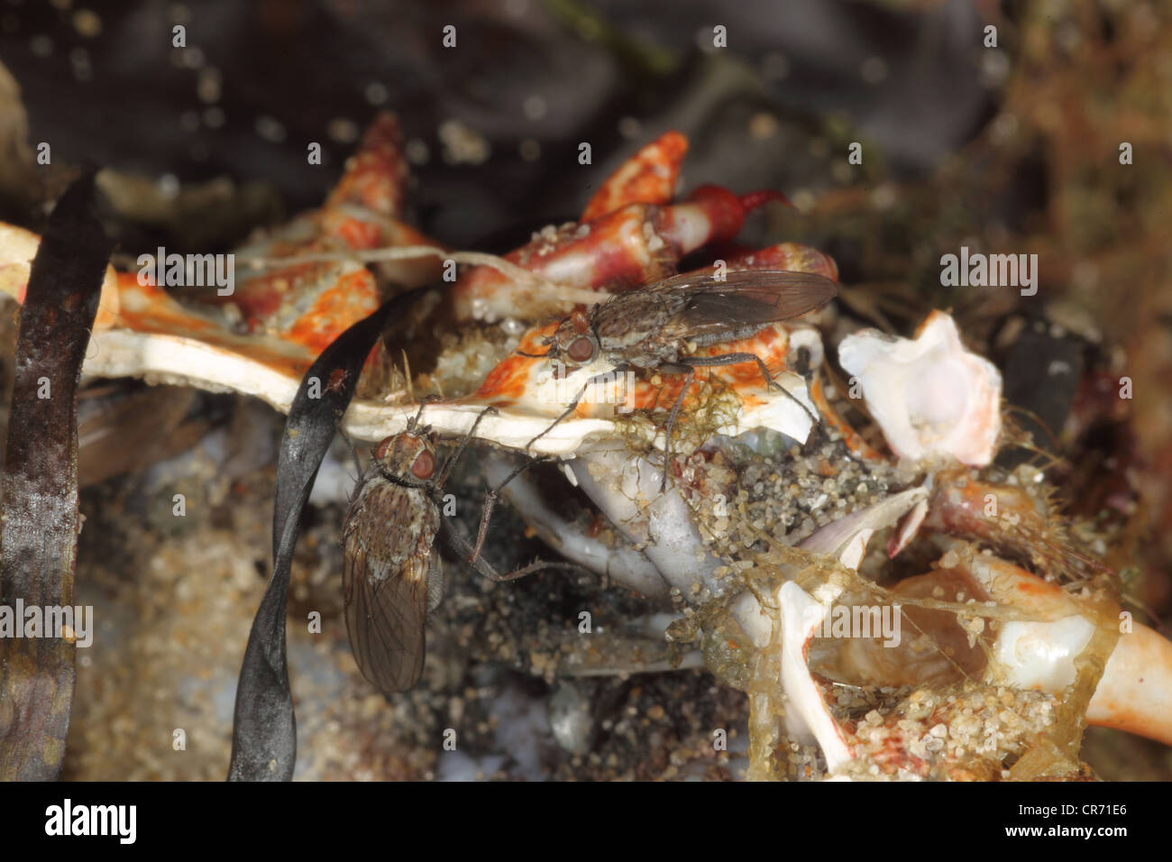 Shore flies, Helcomyza ustulata, feeding on crab shell, Studland beach, Dorset, June. Stock Photo