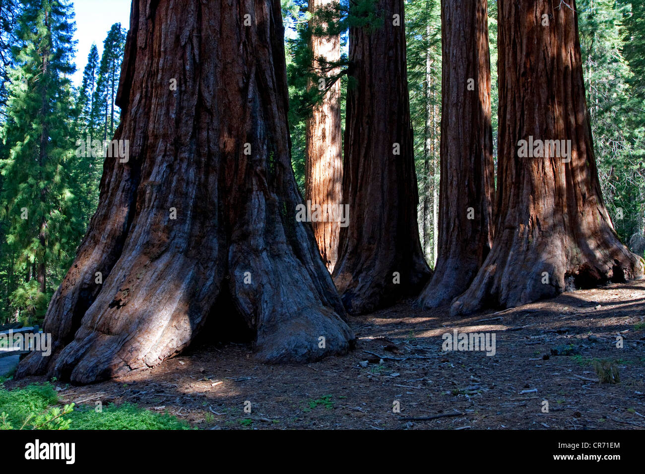 Giant Sequoia (Sequoiadendron giganteum) redwoods at Mariposa Grove, near Wawona, California, USA in June Stock Photo
