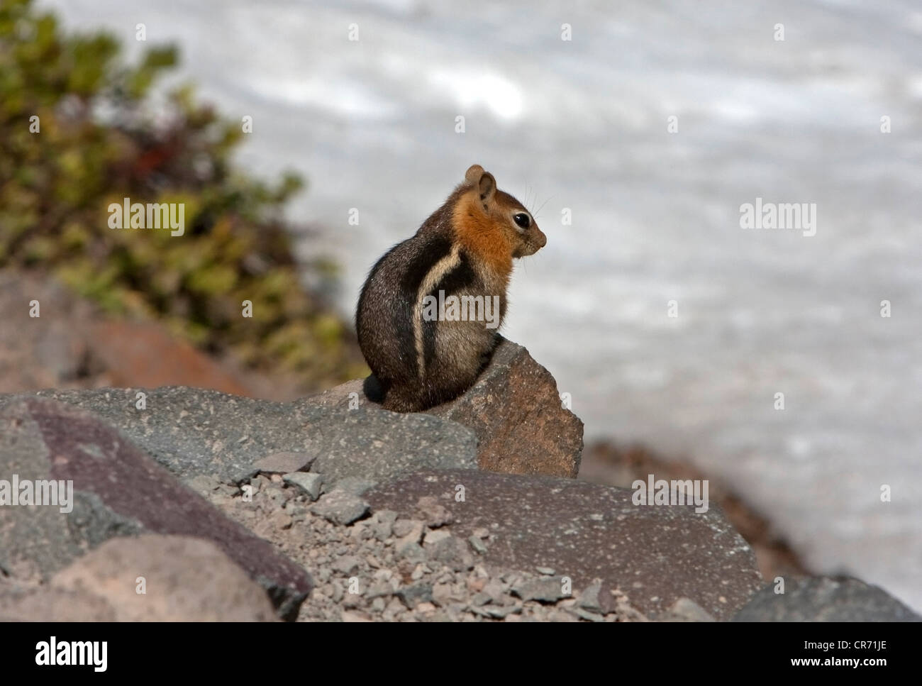 Golden-mantled ground squirrel (Callospermophilus lateral) sitting on a rock at Crater Lake, Oregon, USA in June Stock Photo