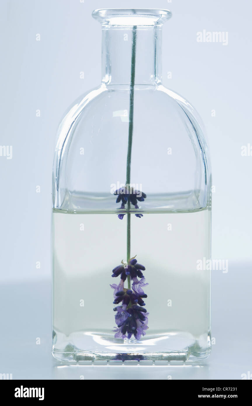 Lavender oil in bottle with flower, close up Stock Photo
