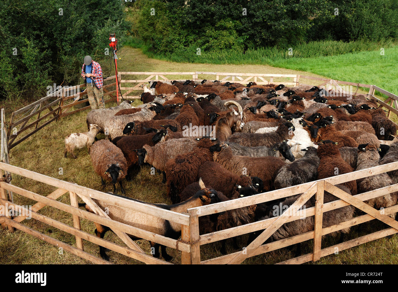 Sheep shearers preparing to shear sheep in a pen, Roegnitz, Mecklenburg