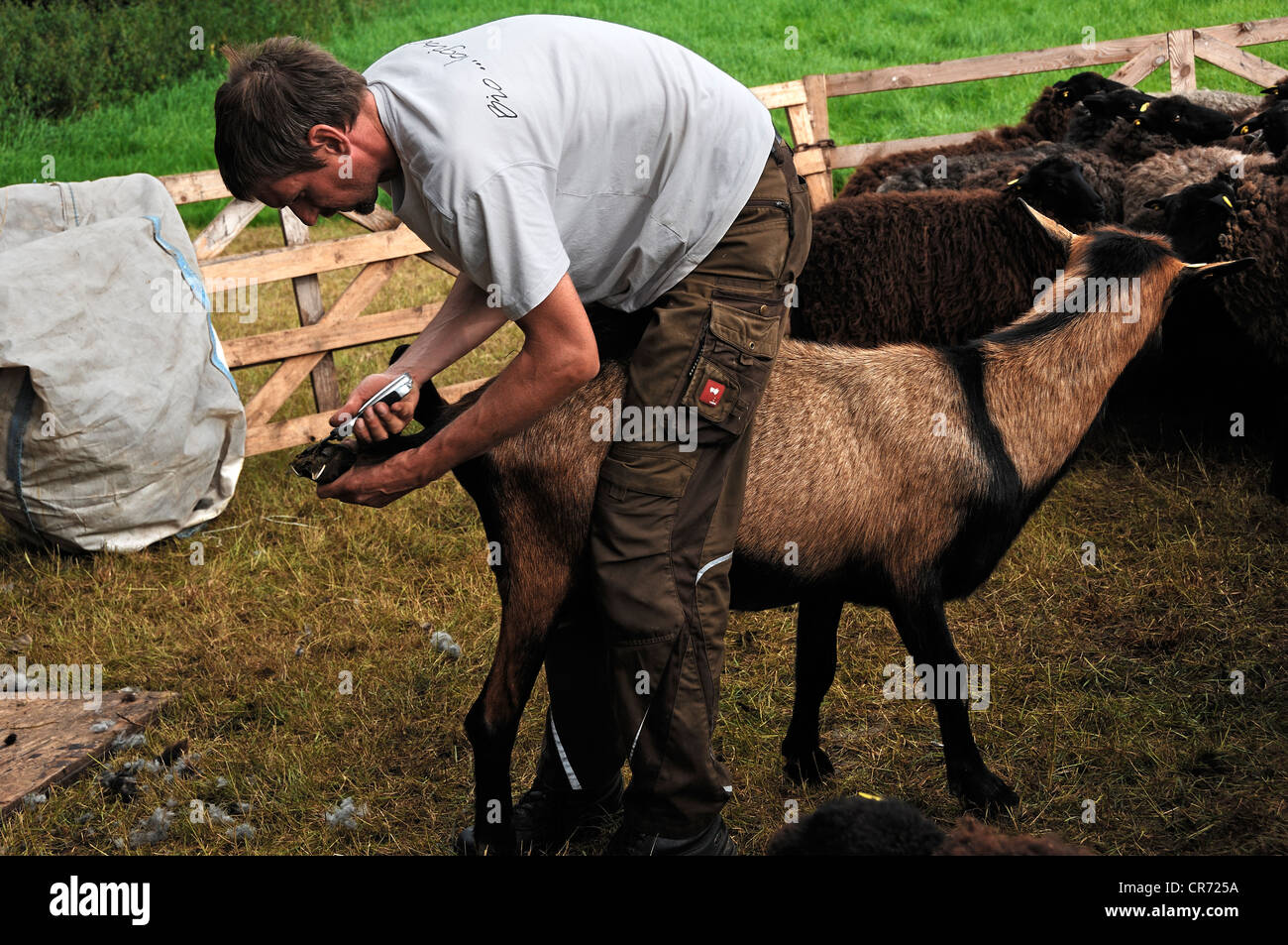 Young farmer clipping the hooves of a sheep, Roegnitz, Mecklenburg-Western Pomerania, Germany, Europe Stock Photo