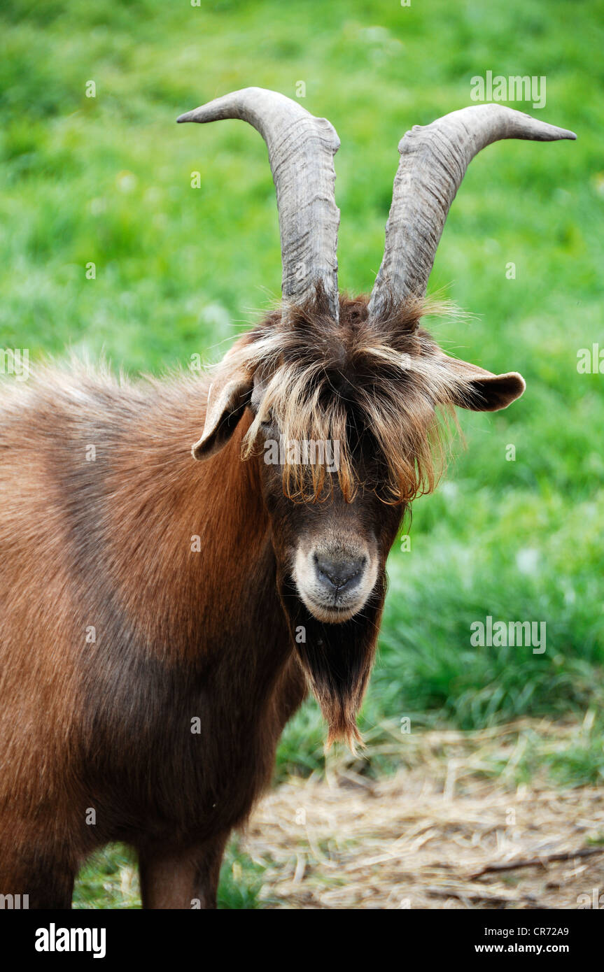 Billy goat, cross of a Thuringian goat and a Bunte Deutsche Edelziege breed, organic farm in Othenstorf Stock Photo