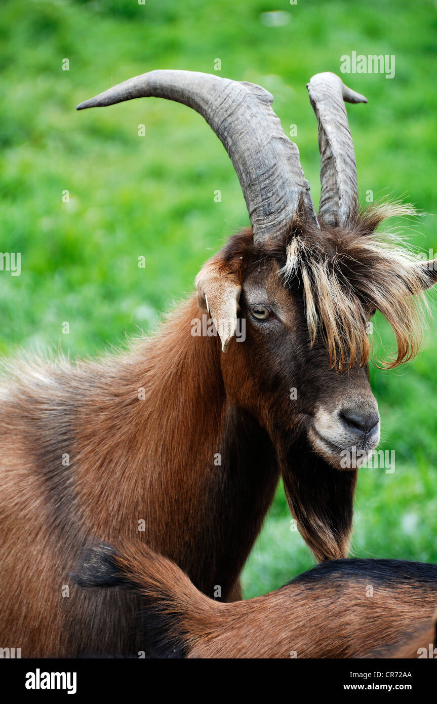 Billy goat, cross of a Thuringian goat and a Bunte Deutsche Edelziege breed, organic farm in Othenstorf Stock Photo