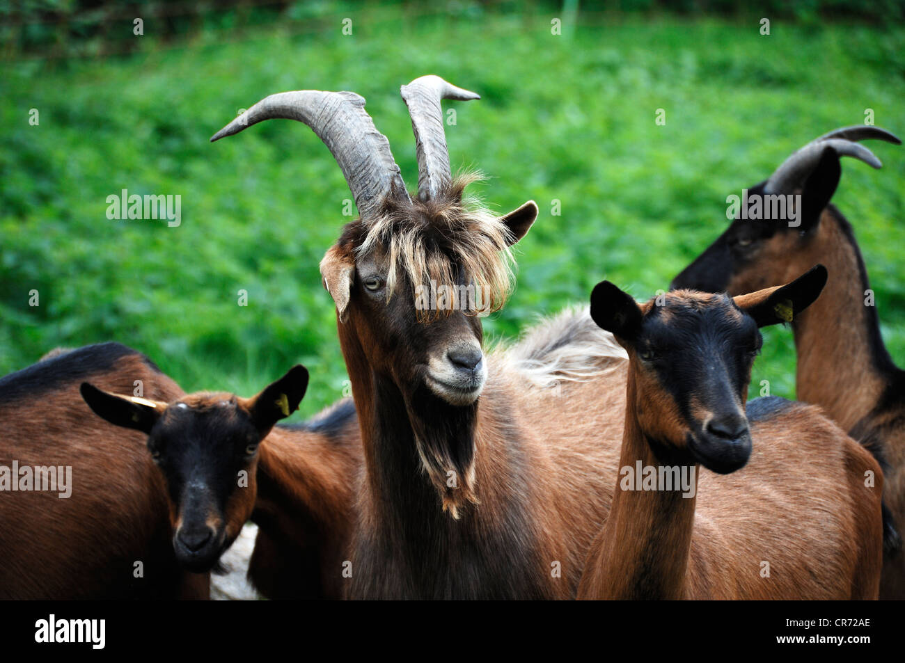 Billy goat, cross of a Thuringian goat and a Bunte Deutsche Edelziege breed, left, and Bunte Deutsche Edelziege goat, right Stock Photo