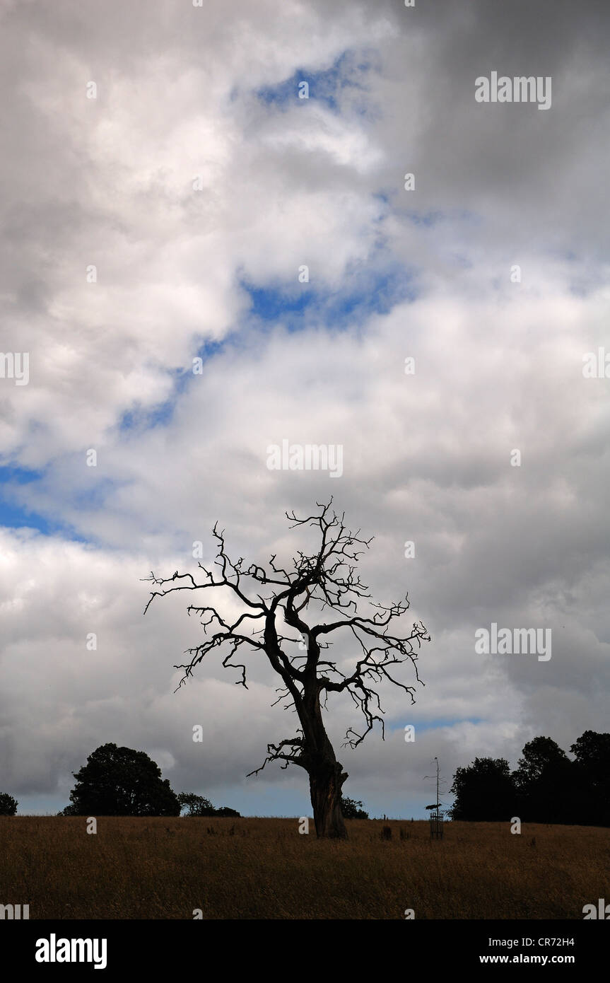 Dead tree with rain clouds in Saltram Park, Plympton, Plymouth, Devon