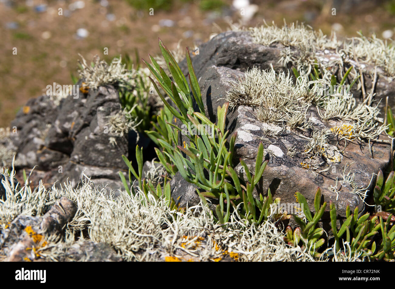 Rock Samphire Crithmum maritimum growing in its natural seaside environment. Stock Photo