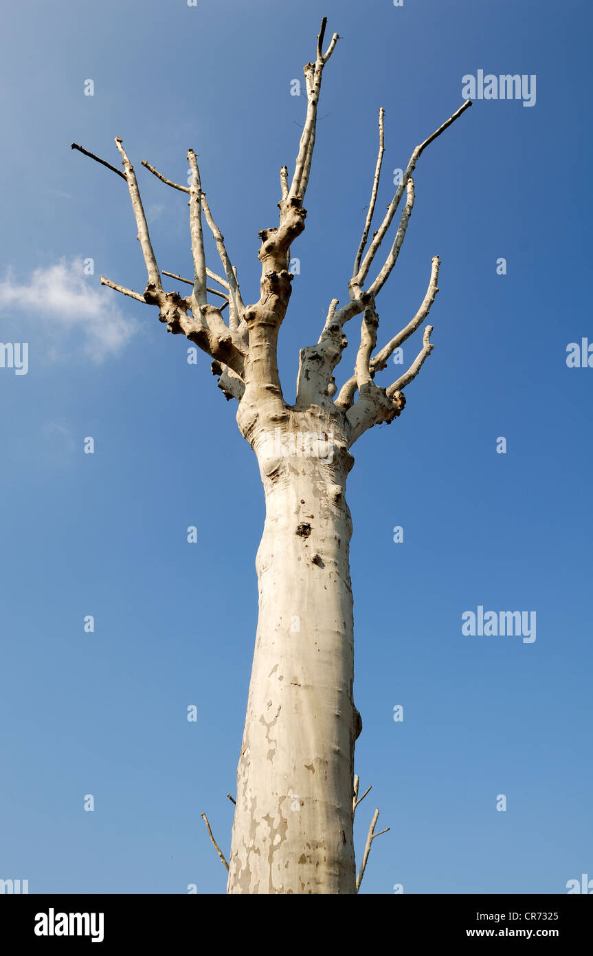 Clipped plane tree (Platanus) Stock Photo