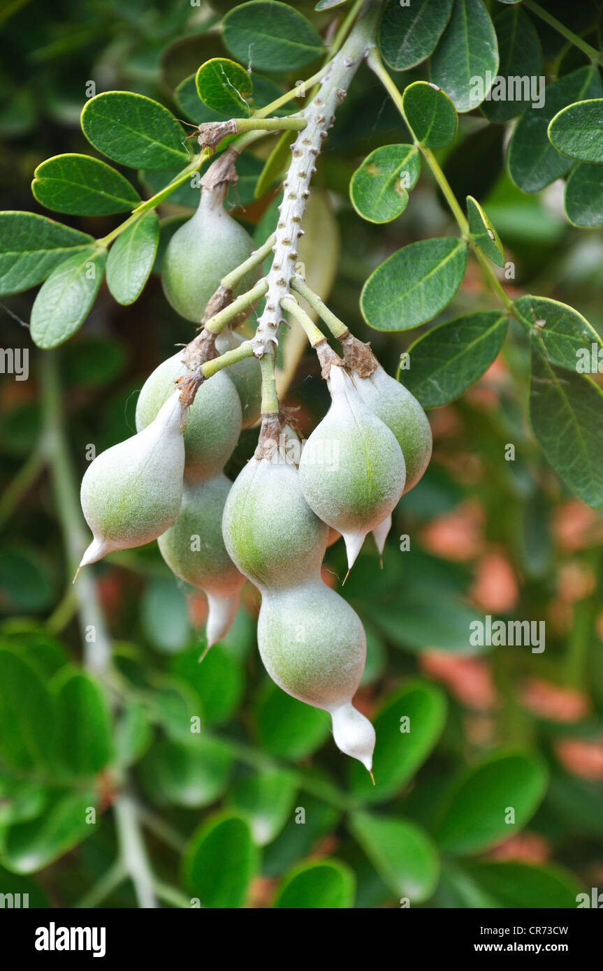 Eve's necklace (Sophora affinis) seed pods closeup - Davie, Florida, USA  Stock Photo - Alamy