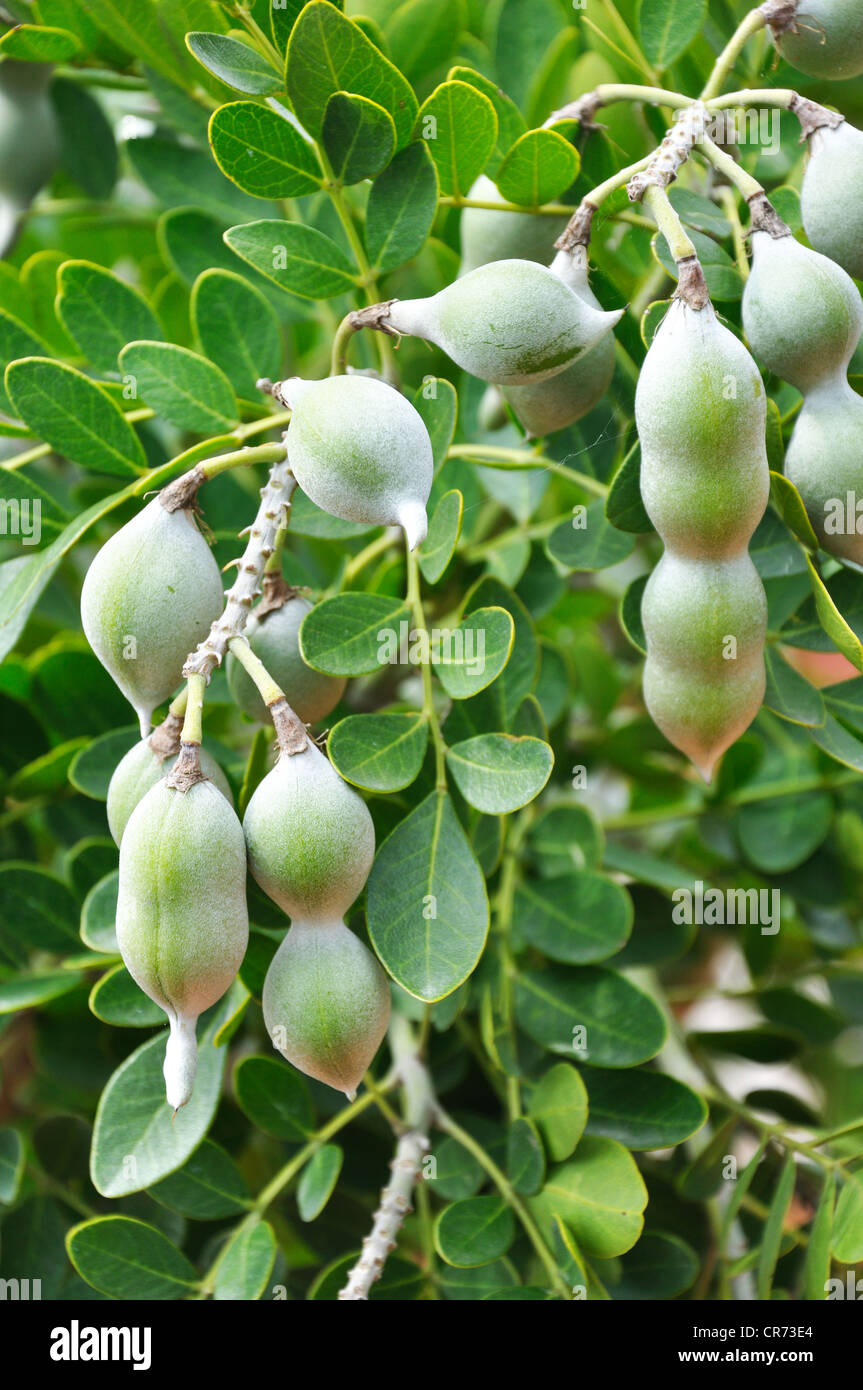 Eve's Necklace (Sophora affinis) · iNaturalist Canada