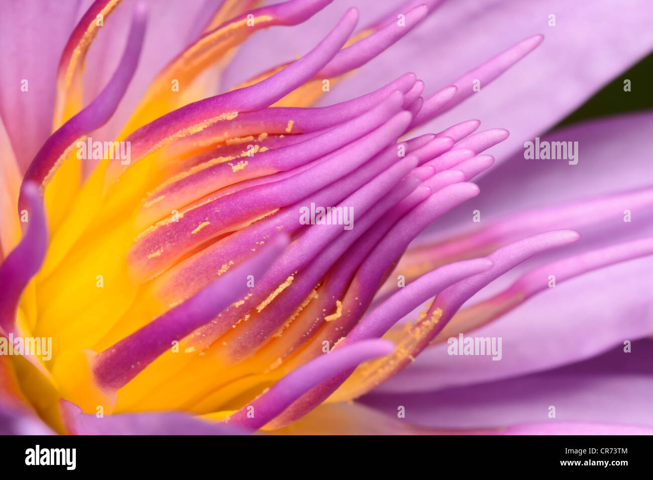 extreme close up on the center of purple water lily Stock Photo - Alamy