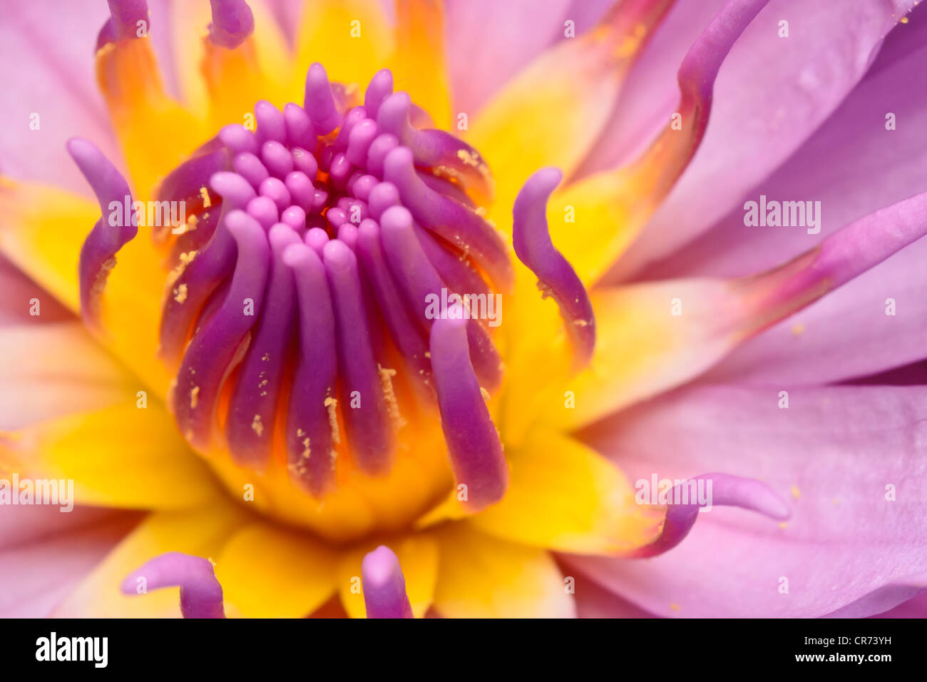 extreme close up on the center of purple water lily Stock Photo - Alamy