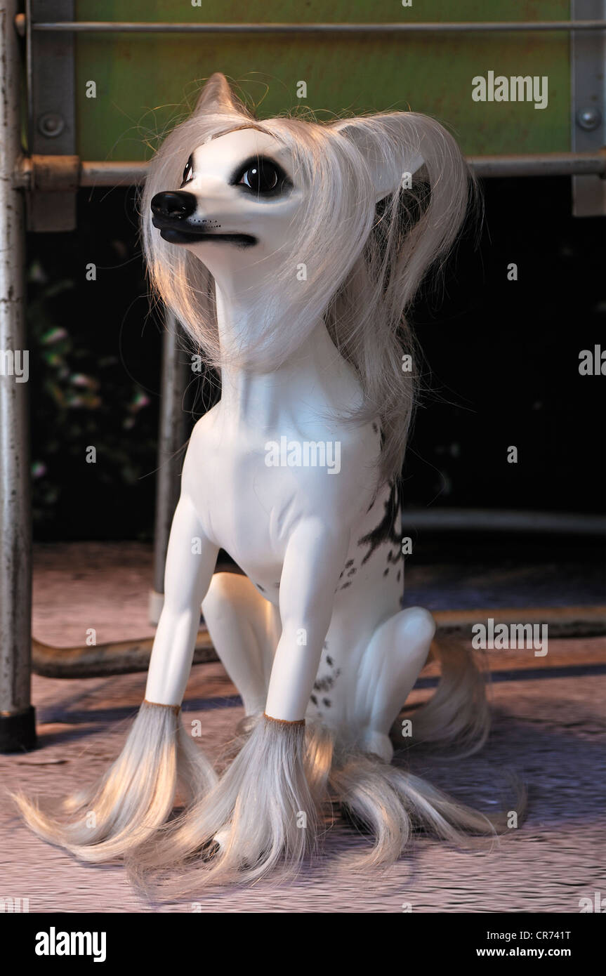 Chinese crested dog as a mannequin in a clothing store, Freiburg,  Baden-Wuerttemberg, Germany, Europe Stock Photo - Alamy