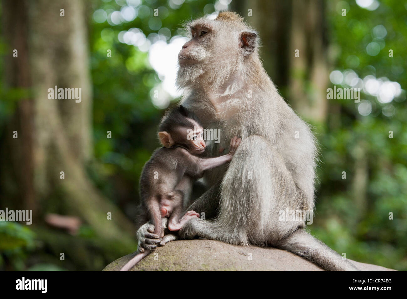 Long Tailed Macaque Monkey High Resolution Stock Photography and Images ...
