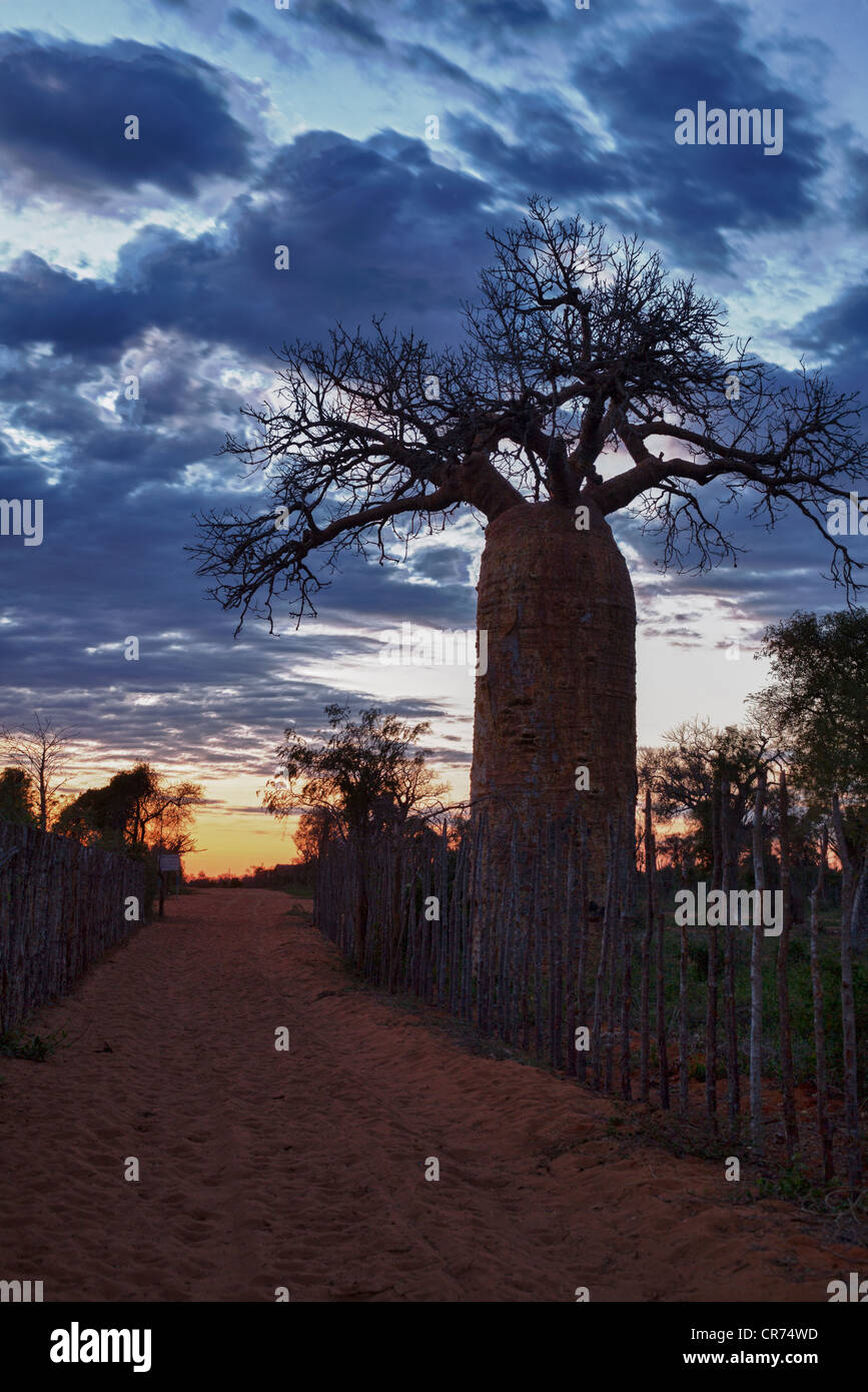 Baobab tree at dawn, Adansonia madagascariensis, Ifaty region, southwest Madagascar Stock Photo