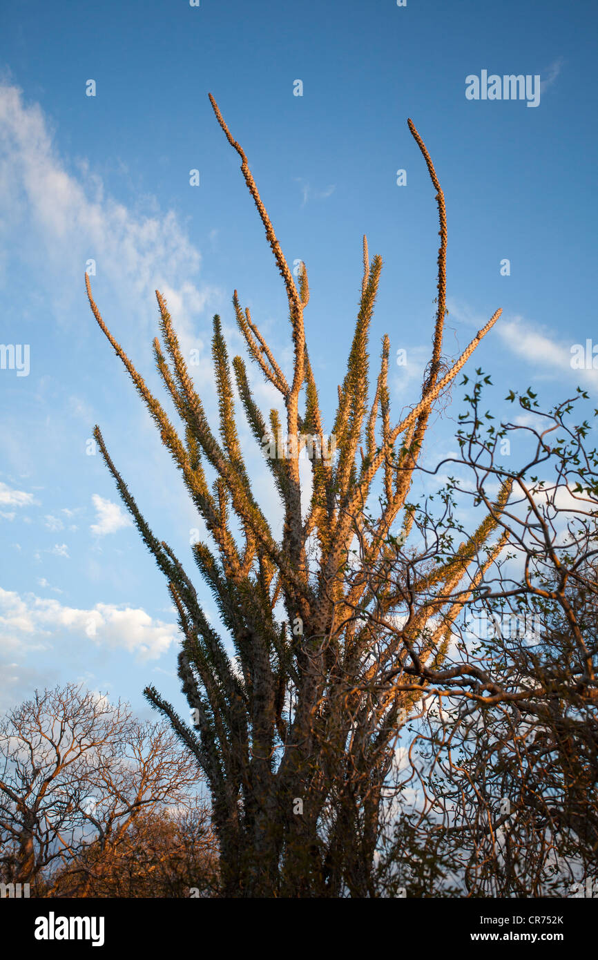 Madagascar ocotillo or Alluaudia procera, Ifaty, Madagascar Stock Photo