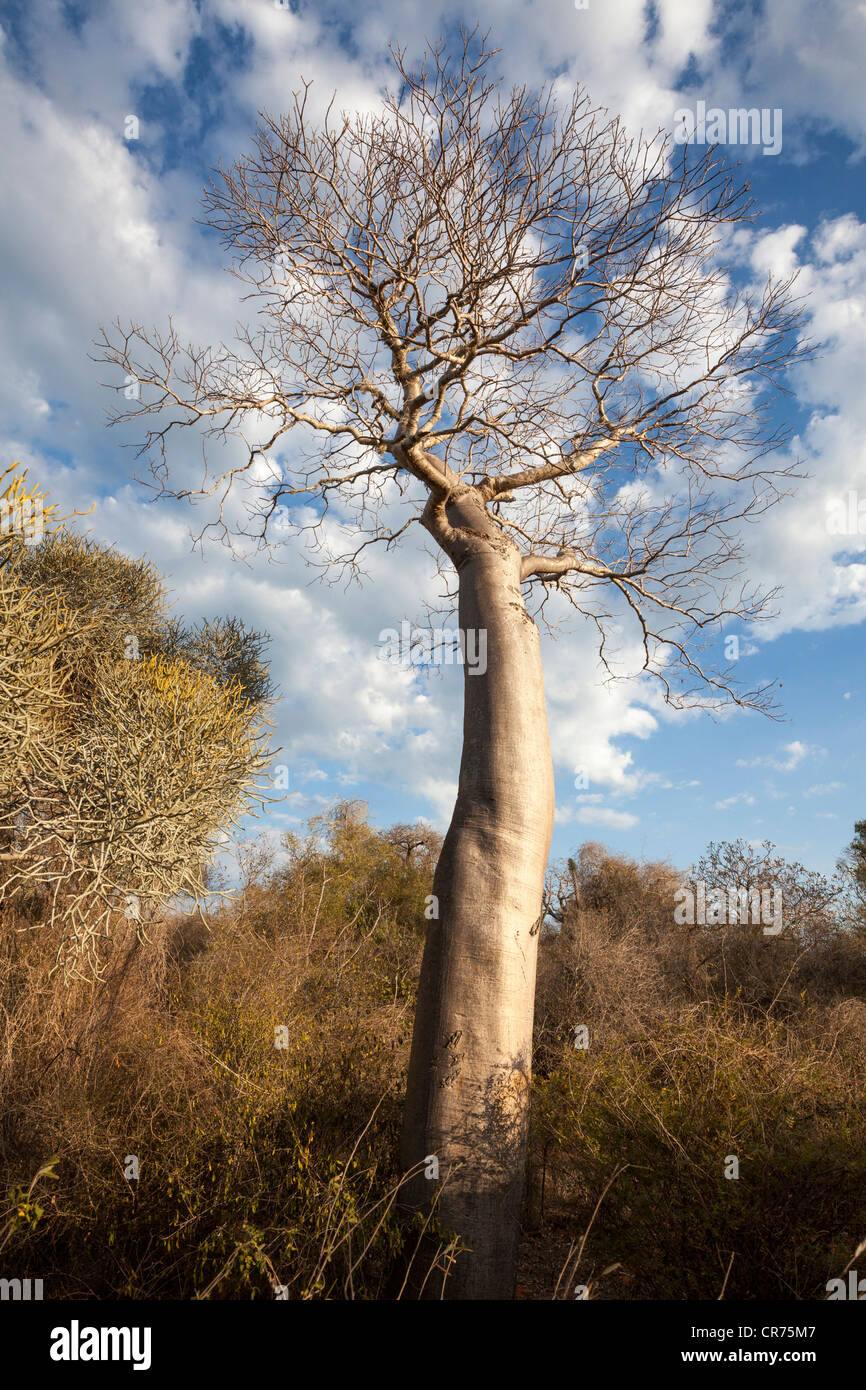 Baobab tree, Adansonia madagascariensis, Ifaty region, southwest Madagascar Stock Photo