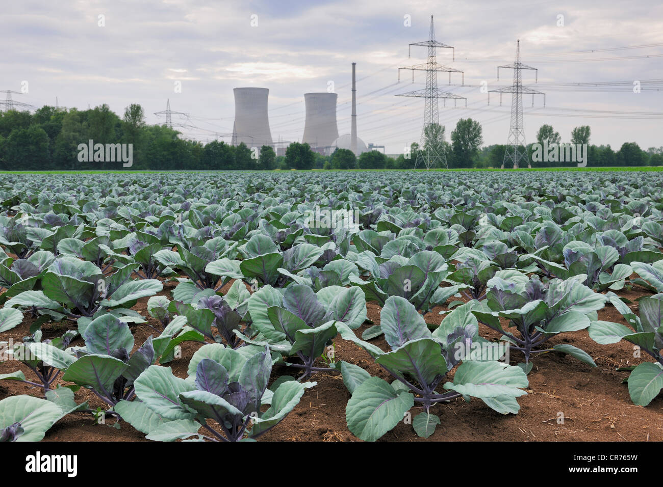 Grafenrheinfeld nuclear power plant, red cabbage patch at front, Lower Franconia, Bavaria, Germany, Europe Stock Photo