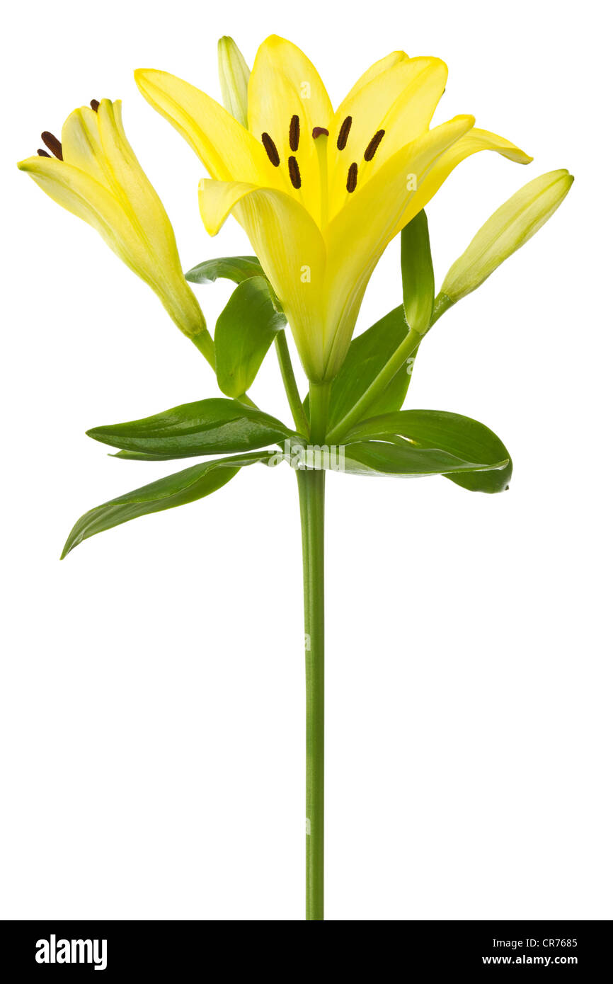 yellow lily flower isolated on white background Stock Photo - Alamy