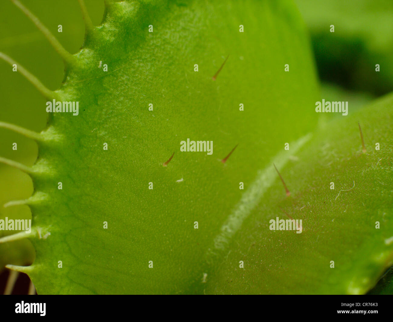 Venus fly trap, Dionaea muscipula, close up of the trigger hairs. Stock Photo