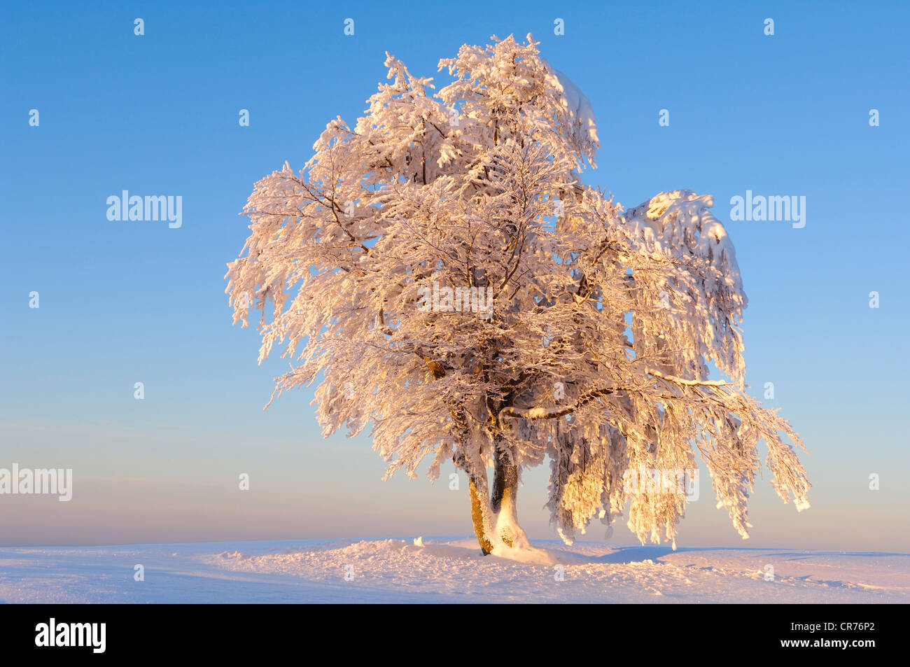 European Beech (Fagus sylvatica) in the snow, Black Forest, Baden-Wuerttemberg, Germany, Europe Stock Photo