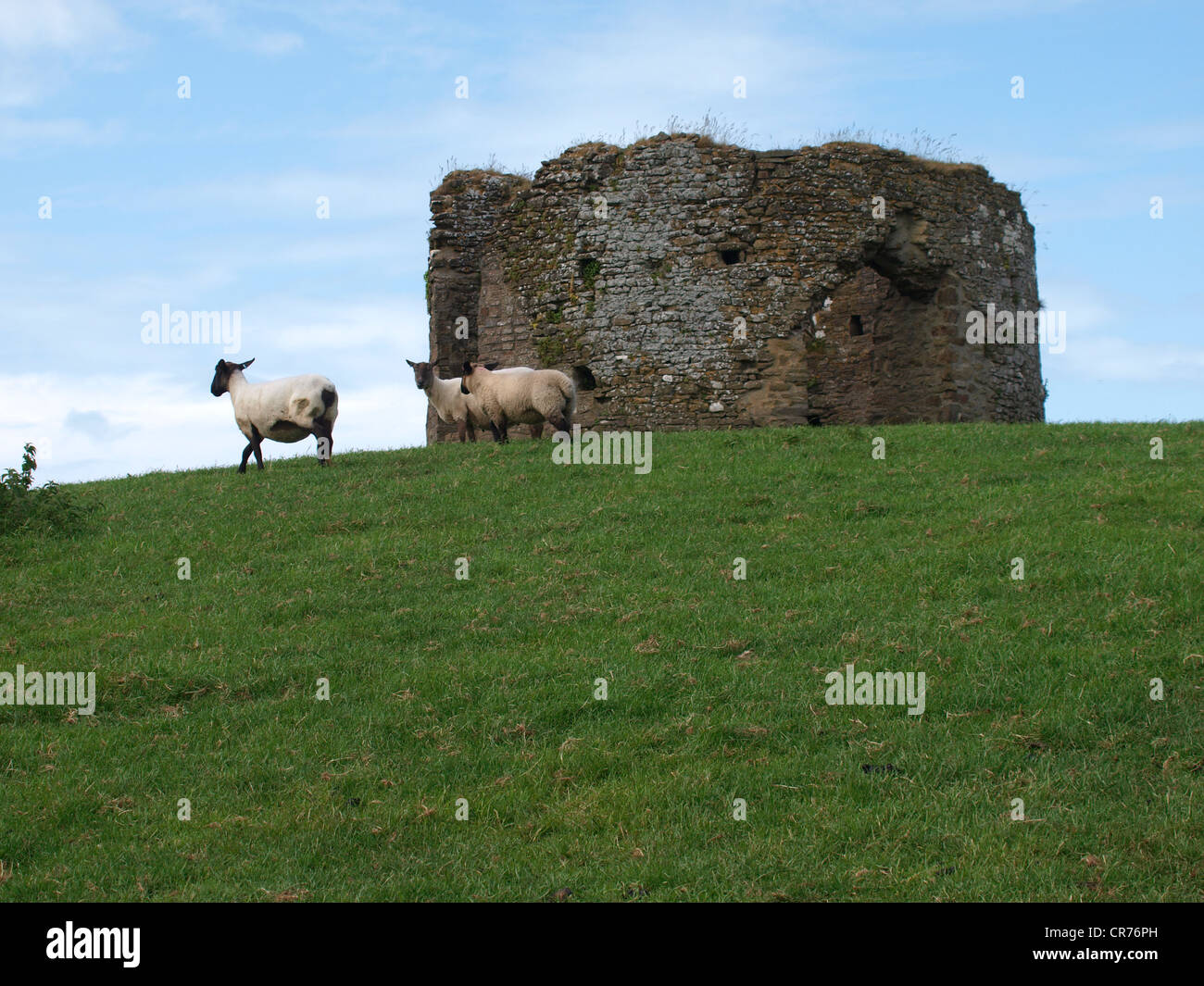 Sheep in front of the folly on the hill above Instow, Devon, UK Stock Photo