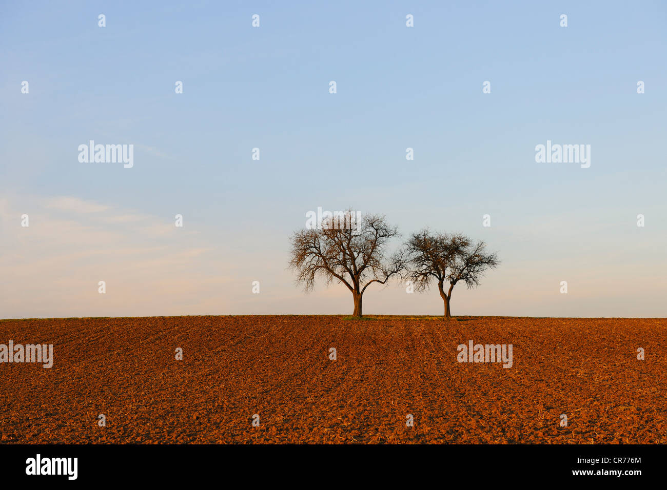 Pear trees on a field in winter, Baden-Wuerttemberg, Germany, Europe Stock Photo