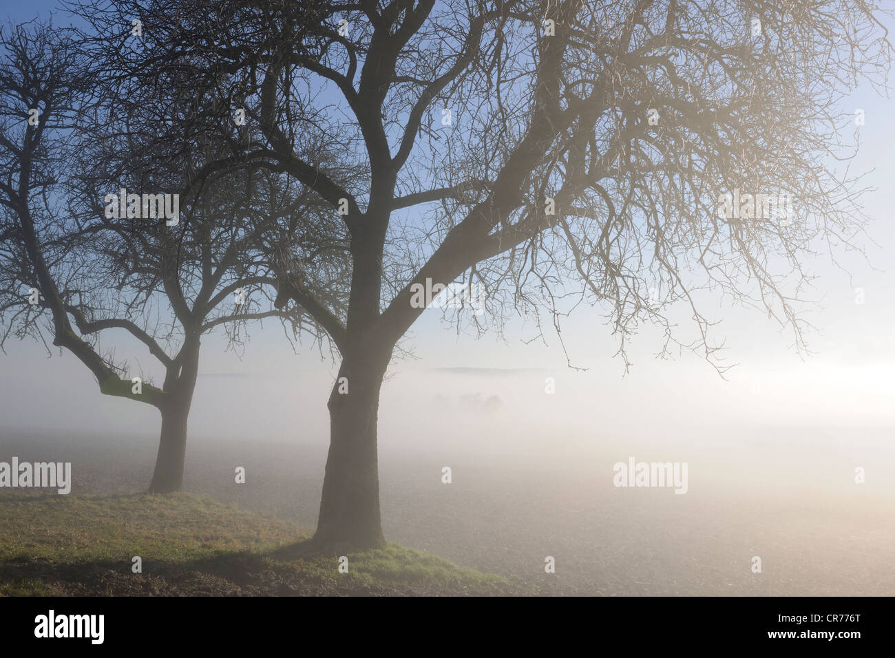 Apple trees on a foggy morning, Baden-Wuerttemberg, Germany, Europe Stock Photo
