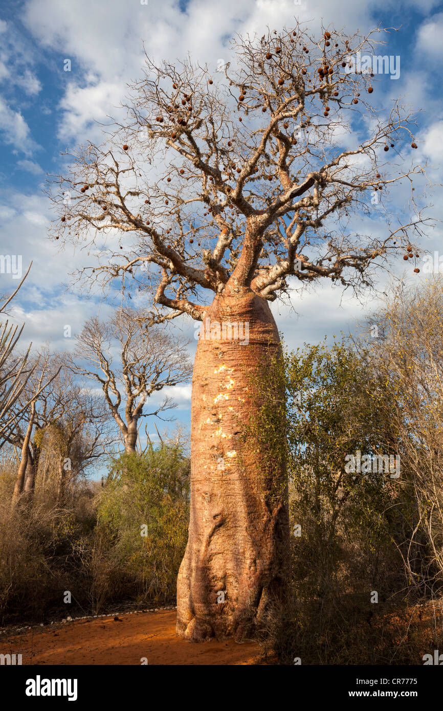 Baobab tree, Adansonia madagascariensis, Ifaty region, southwest Madagascar Stock Photo