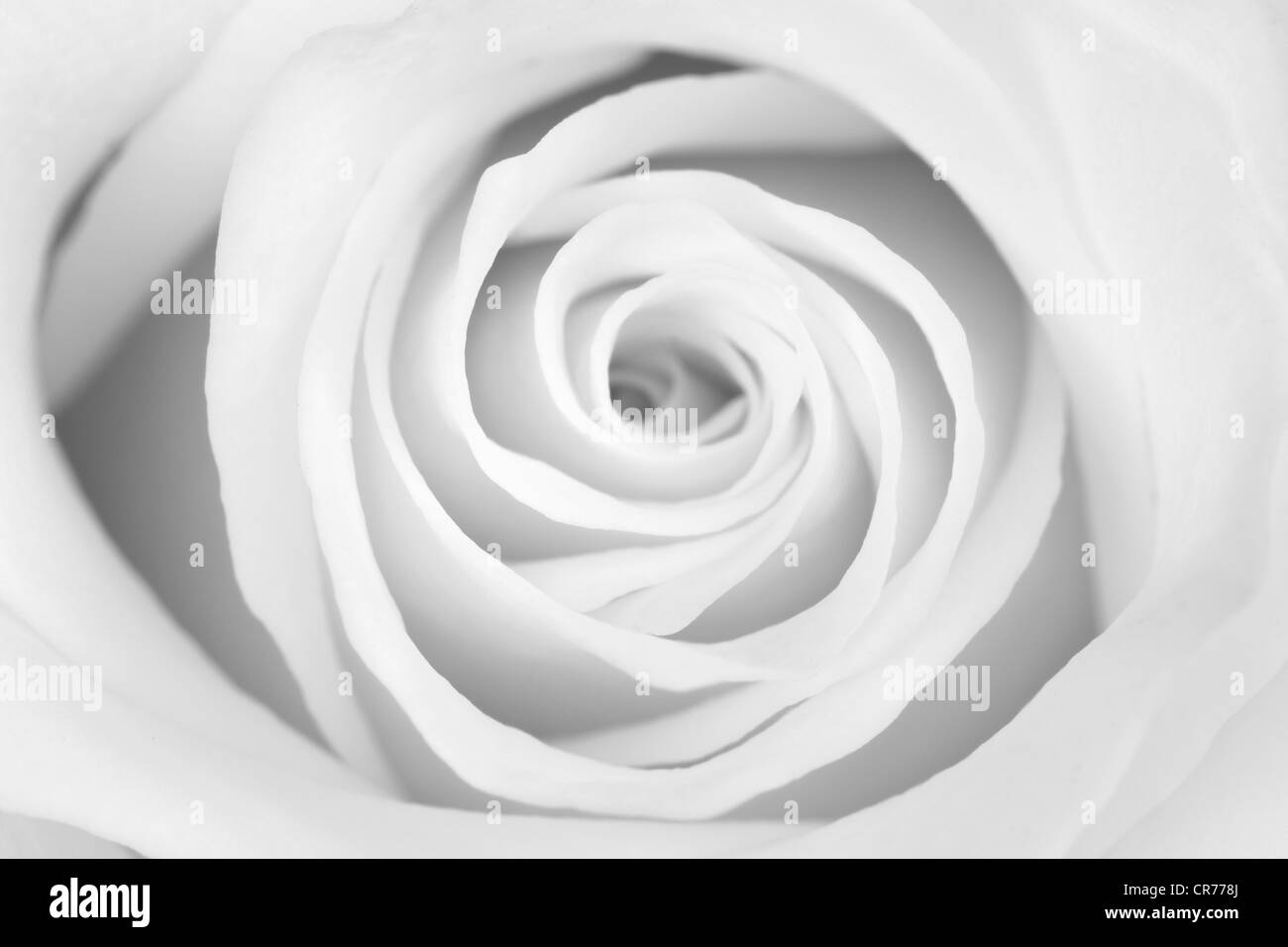 b/w photo of a beautiful white rose Stock Photo