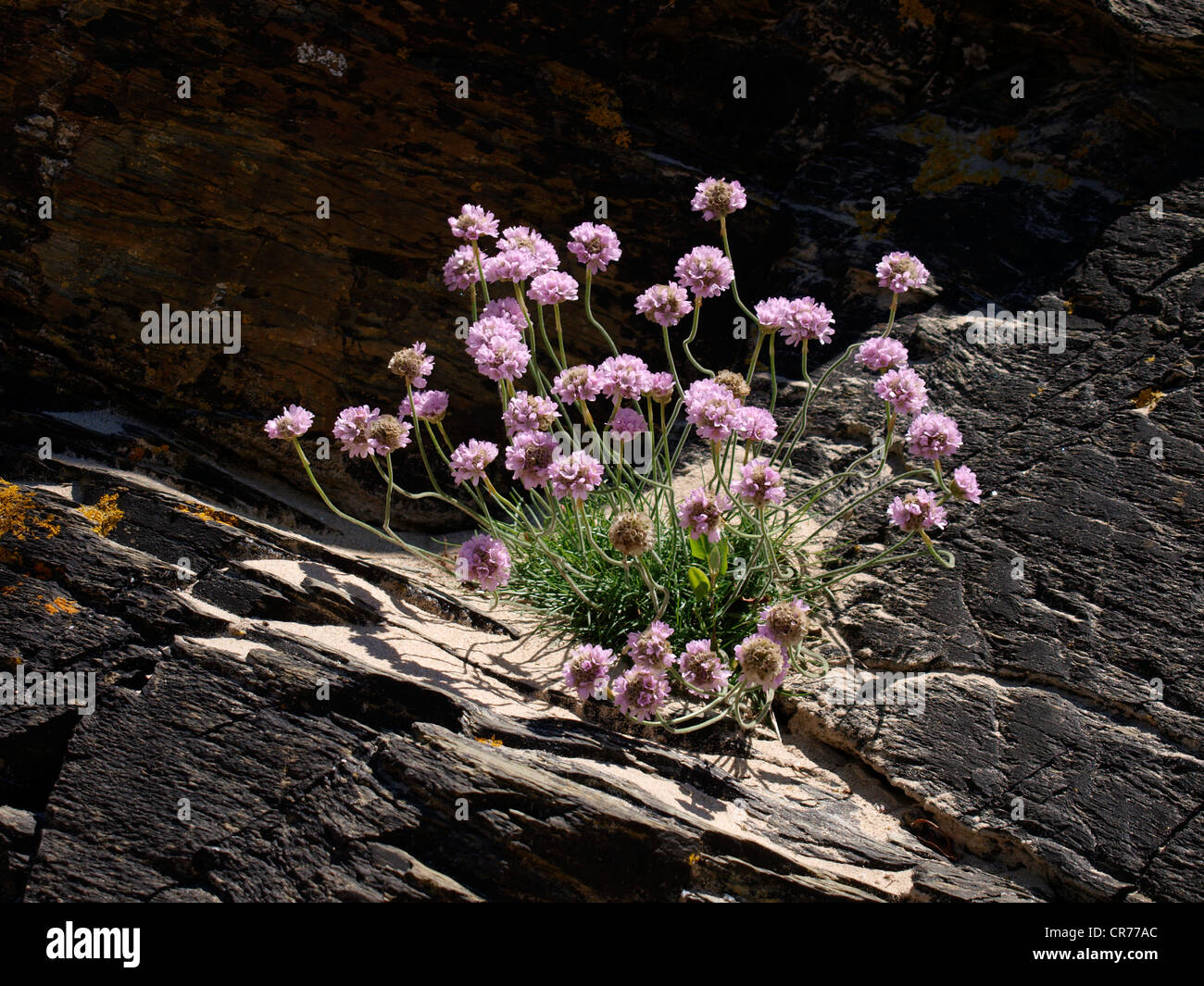 Sea pinks growing amongst rocks, Cornwall, UK Stock Photo