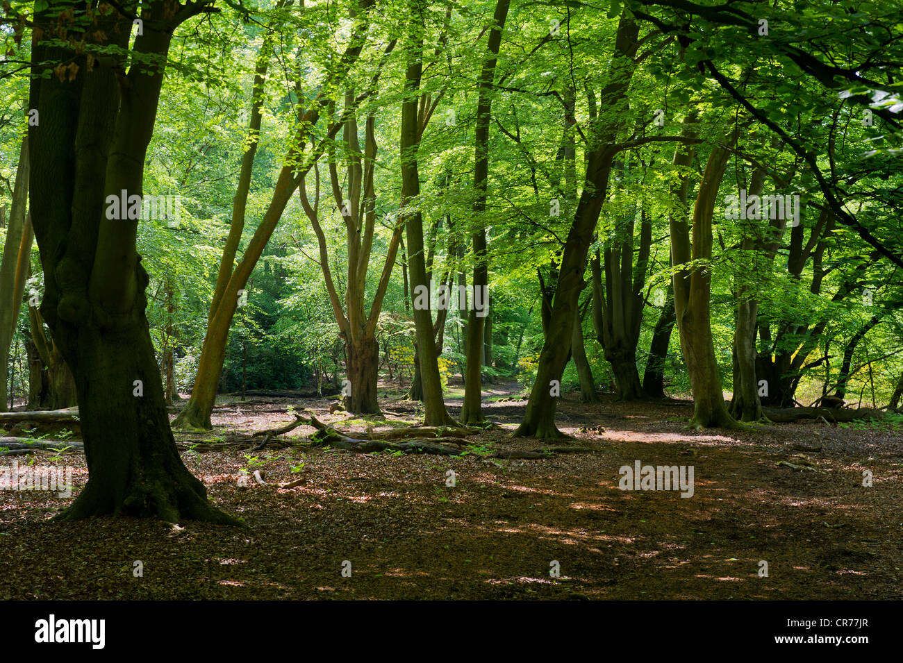 Dappled sunlight in Epping Forest Stock Photo Alamy