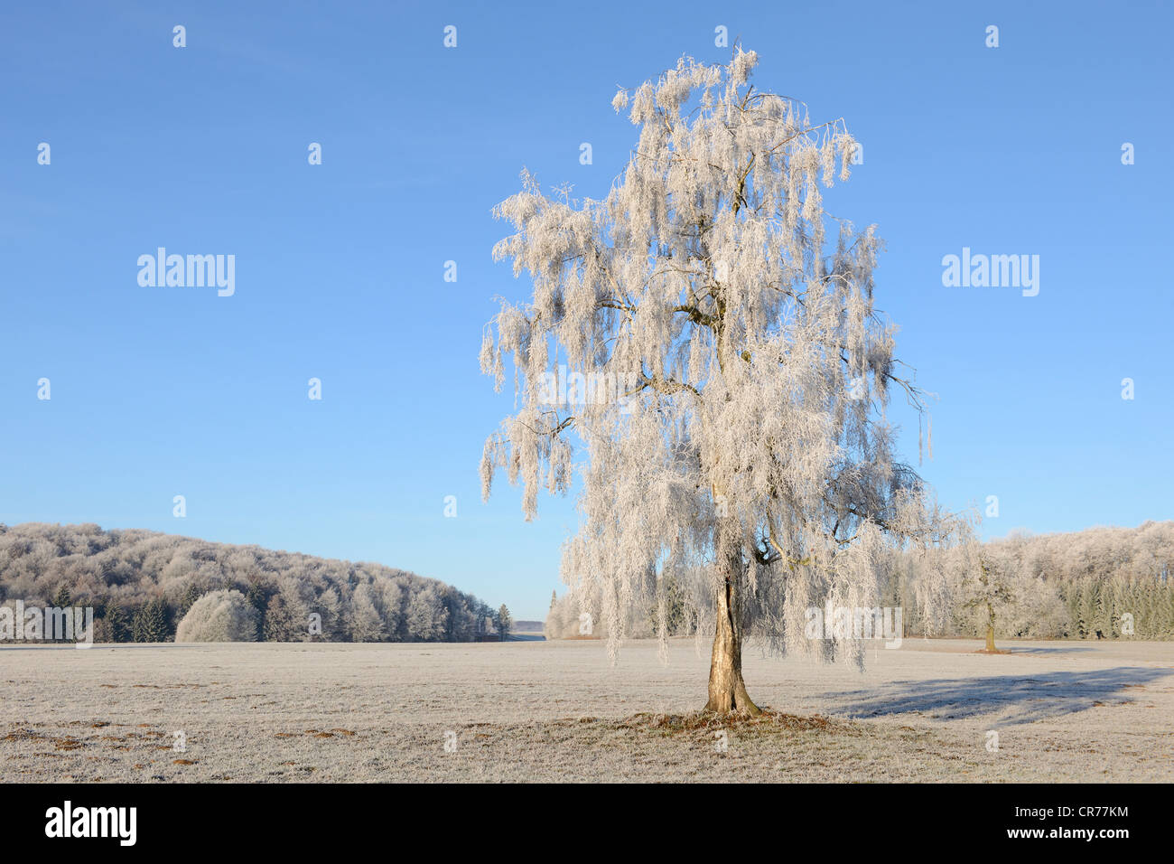 Birch tree (Betula) covered in hoarfrost, Swabian Alb, Baden-Wuerttemberg, Germany, Europe Stock Photo