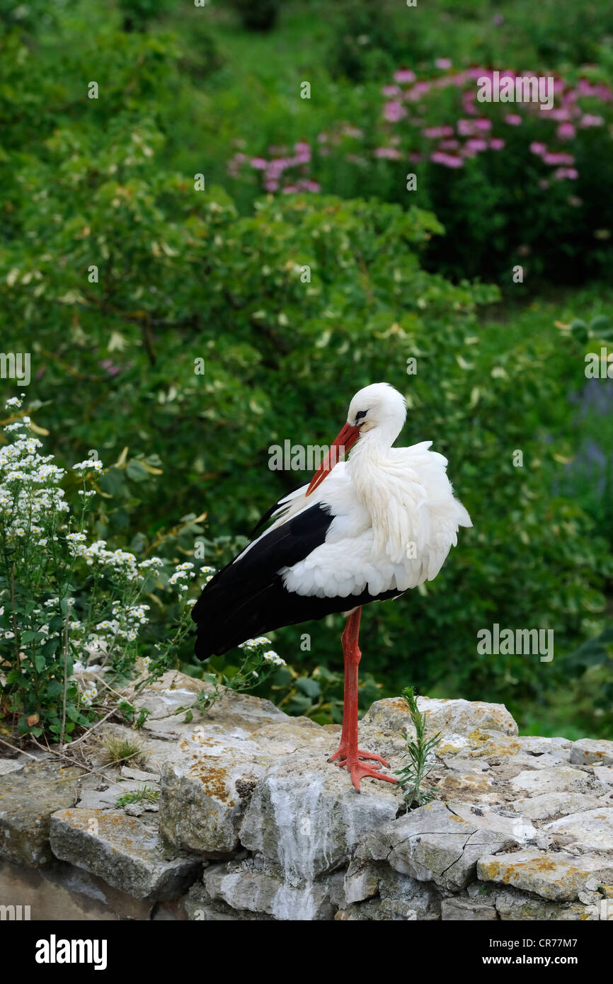 France, Haut Rhin, Ungersheim, ecomuseum of Alsace, stork Stock Photo
