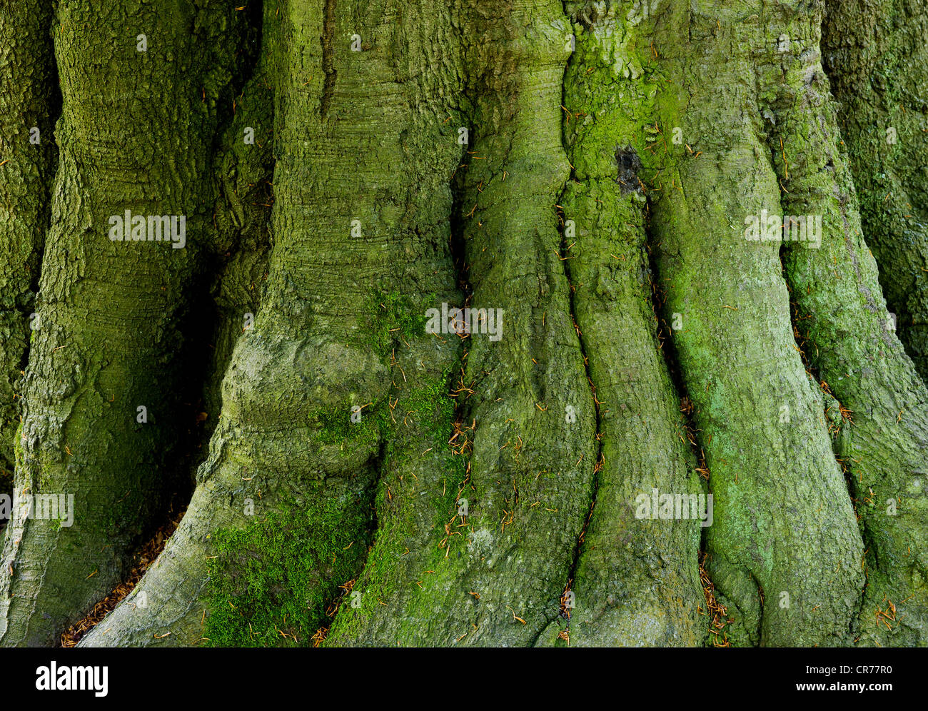 The texture of the trunk of an old Beech Tree Stock Photo
