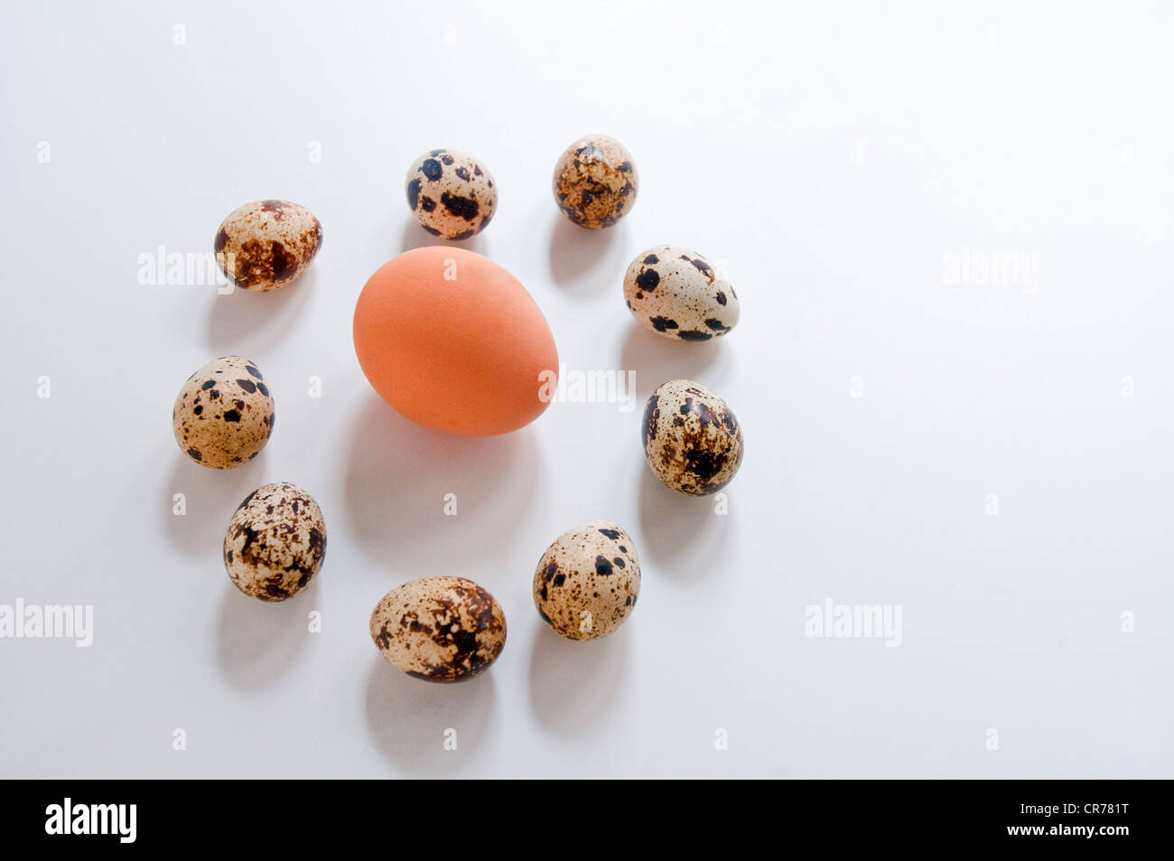 Hen egg surrounded by nine quail eggs. Stock Photo
