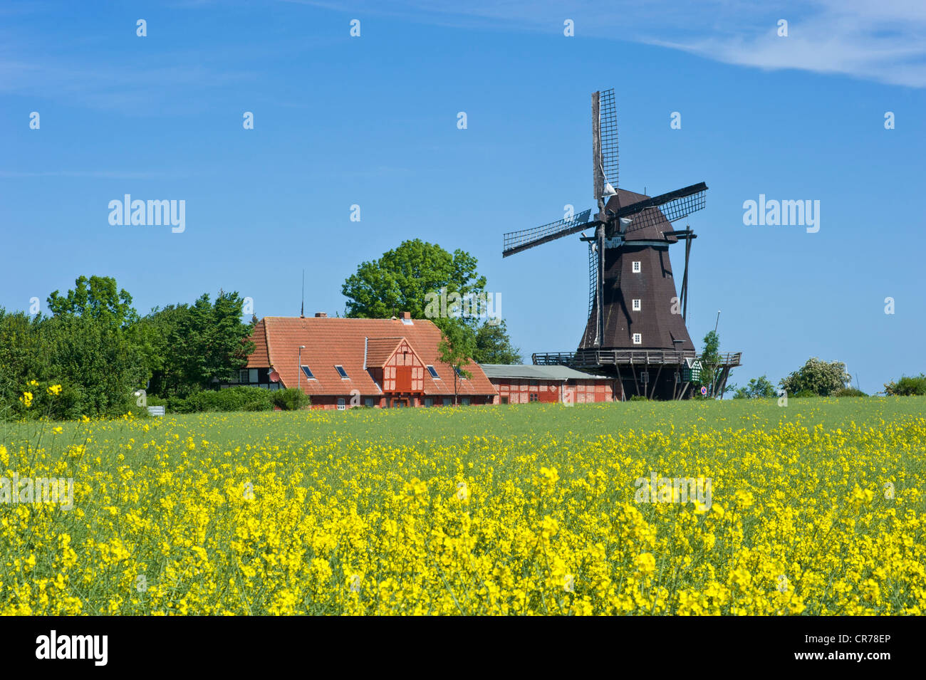 Mill in the Mills and Agricultural museum, Lemkenhafen, Fehmarn island, Baltic Sea, Schleswig-Holstein, Germany, Europe Stock Photo