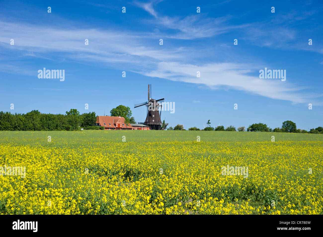 Mill in the Mills and Agricultural museum, Lemkenhafen, Fehmarn island, Baltic Sea, Schleswig-Holstein, Germany, Europe Stock Photo
